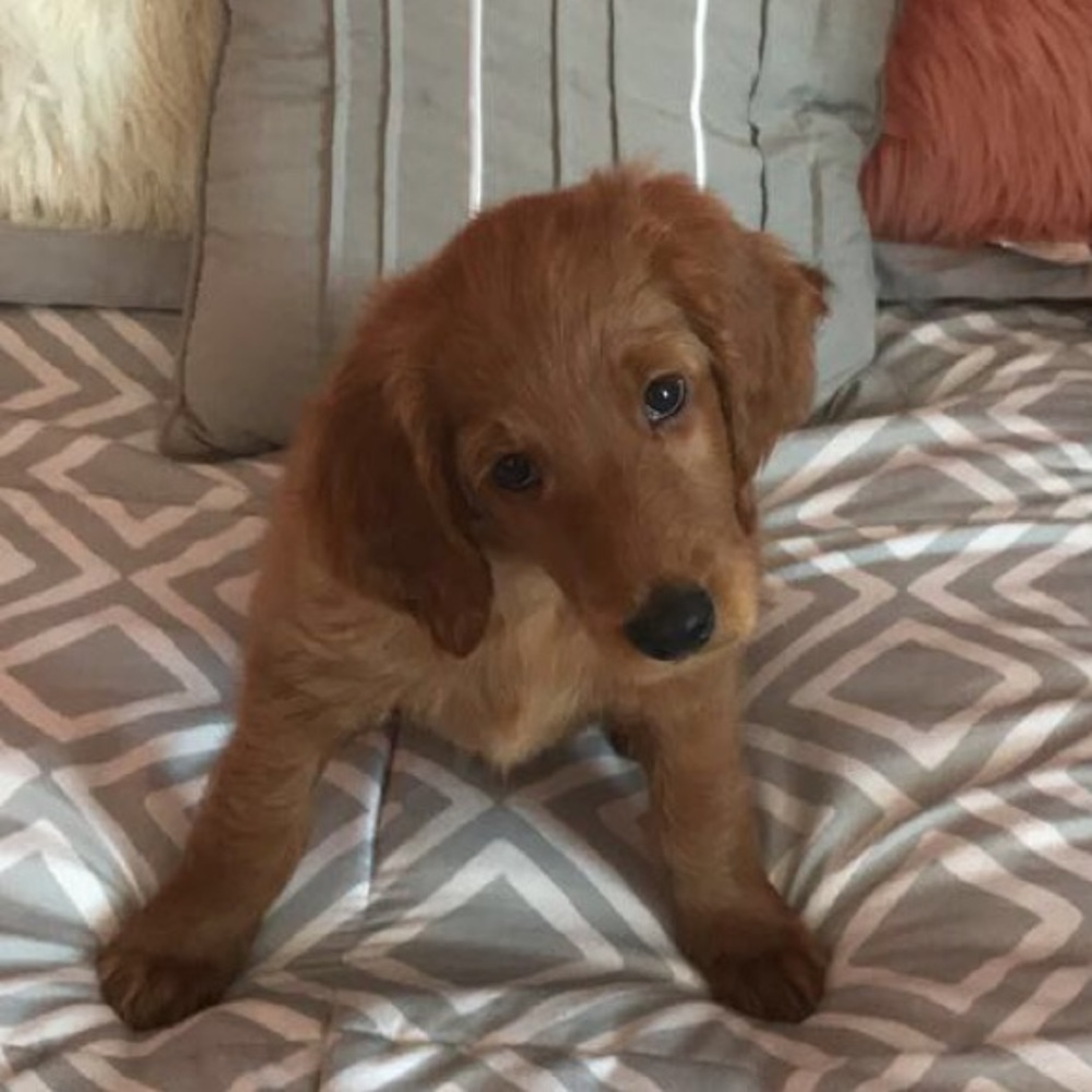 Meet your Posher, Robynne